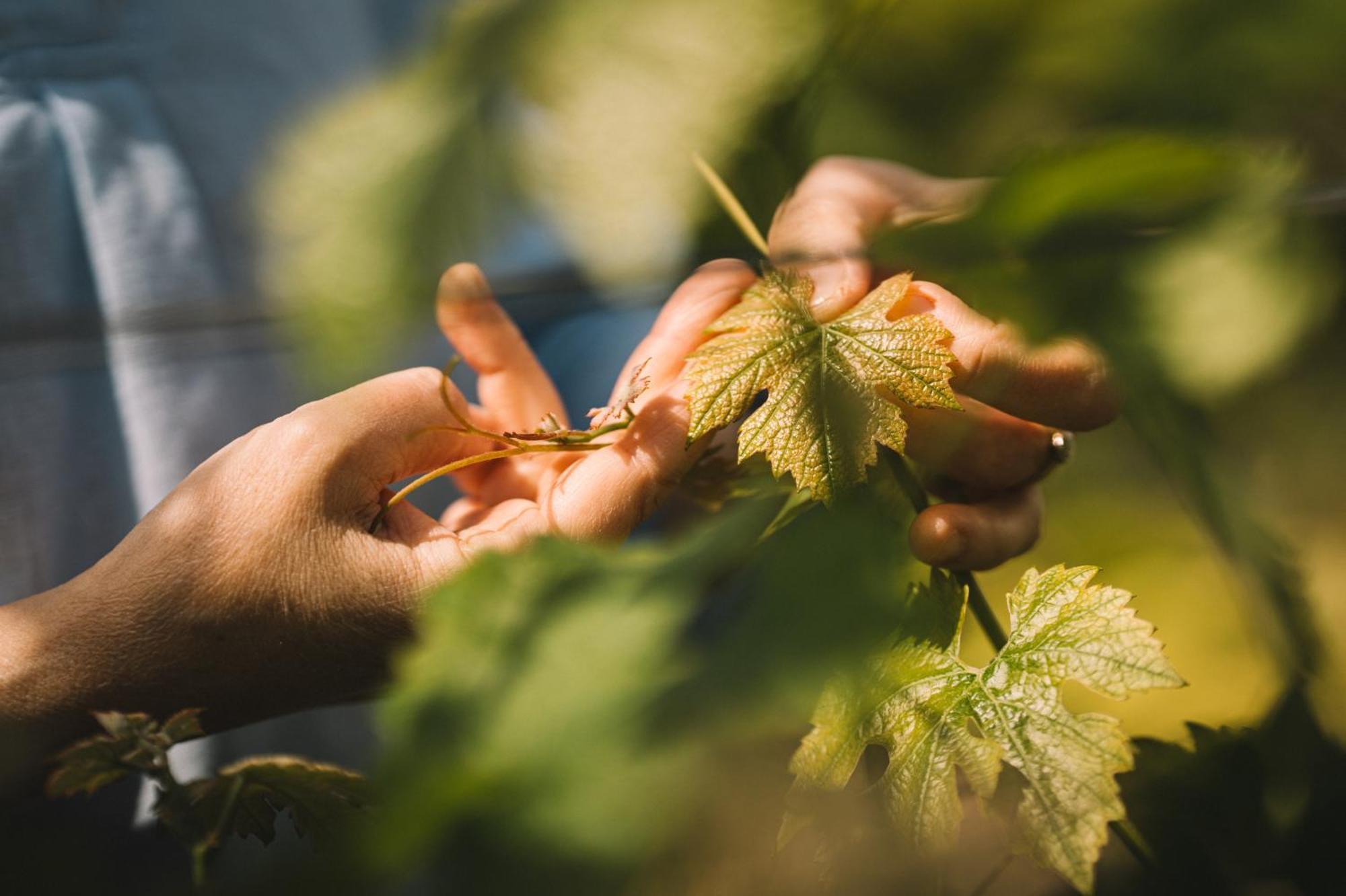 Appartamento Weingut Petershof Alzey Esterno foto